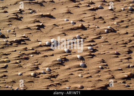 Los guijarros en una playa viento Wirral Merseyside England Foto de stock