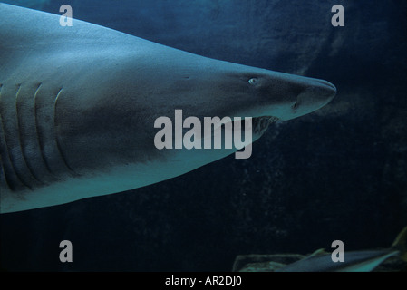 Sudáfrica Ciudad del Cabo Tiburón dientes irregulares Odontaspis ferox nadar en el acuario Two Oceans Foto de stock