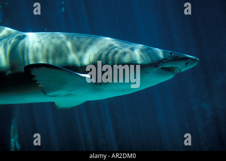 Sudáfrica Ciudad del Cabo Tiburón dientes irregulares Odontaspis ferox nadar en el acuario Two Oceans cautivo Foto de stock