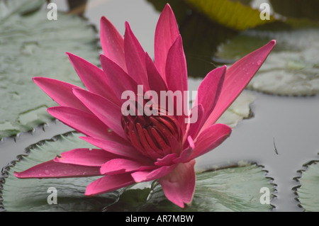 Rosa Nymphaea nenúfar florece a finales de noviembre de Luang Prabang Laos