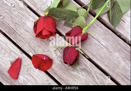 Still Life de fading rosas rojas tendido sobre cubierta Foto de stock