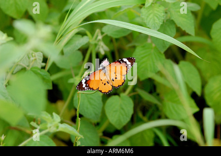 IKA101119 Llanura mariposas Tigre Gujarat India Foto de stock