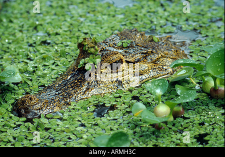 Babas (Caiman crocodilus), retrato, oculto entre plantas acuáticas (Eichhornia, Salvinia)