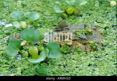 Babas (Caiman crocodilus), retrato, oculto entre plantas acuáticas (Eichhornia, Salvinia)