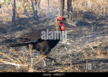 Tierra del sur (Bucorvus leadbeateri bucero), tierra quemada, Sudáfrica, Kruger NP, 05 jul.
