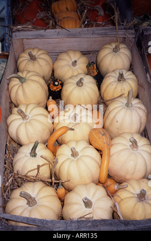 Las calabazas y las calabazas de color naranja pálido muestra en una caja como parte de la cosecha mostrar Kew Gardens Surrey, Inglaterra Foto de stock