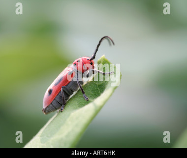 Asclepias escarabajo rojo, Tetraopes tetrophthalmus Foto de stock