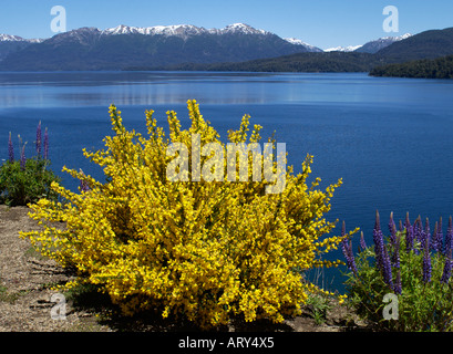 Sarothamnus scoparius escoba, Cytisus scoparius y grandes hojas, lupino Lupinus polyphyllus, flor de Lake District Argentina
