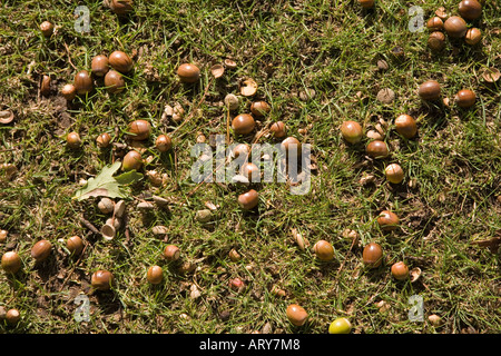 Tuercas de bellota Pedunculate o Inglés de roble Quercus robur cayó al suelo Gales UK Foto de stock