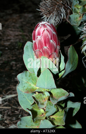 Amplia-hojeados Sugarbush capullo -Protea eximia-familia Proteaceae Foto de stock