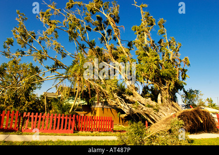 Florida Huracán Tormenta y vientos con soplado sobre árbol en una calle cerca de la playa después de un huracán bajo un cielo azul en calma. Foto de stock