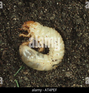 Unión cockchafer Melolontha melolontha larva grub en el suelo Foto de stock