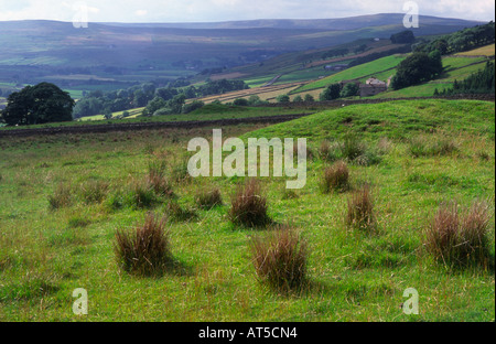 Alston Moor, upper Teesdale, Los Peninos del Norte, Inglaterra Foto de stock