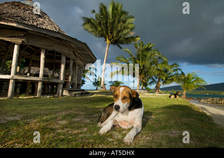 Perro enfrente de una típica fale en la playa de la isla de Upolu, Samoa beachfale namua NE costa noreste sol vespertino sunset sundown animal Foto de stock