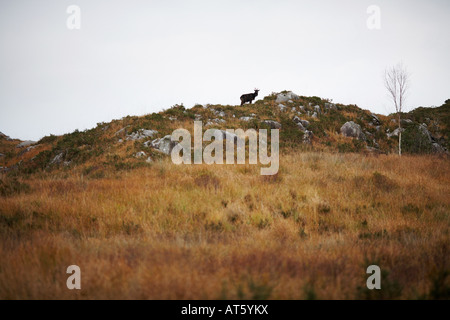 Cabra montés Silouette en Rocky Hill en el Parque Nacional de Killarney, condado de Kerry, República de Irlanda, Europa Foto de stock