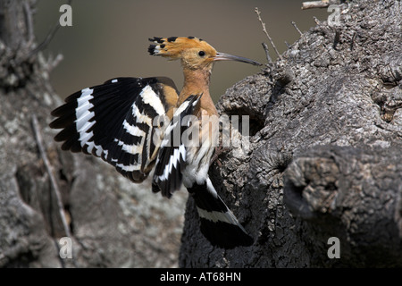 Abubilla Upupa epops desembarque por nido del agujero en el árbol muerto con comida para los polluelos en Lesvos, Grecia en mayo. Foto de stock