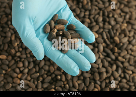 Jatropha granos utilizados en la producción de biodiésel Foto de stock