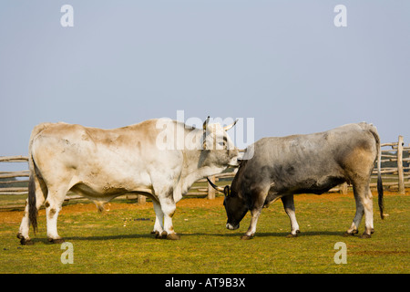 Boskarin ganado de Istria, Safari sitio en las islas Brioni, Veliki