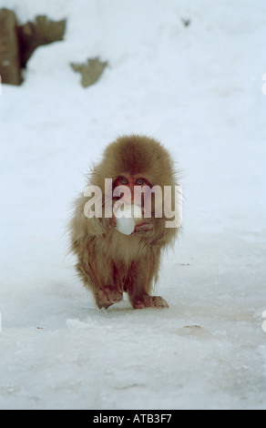 Bebé monos de nieve jugando en la nieve Fotografía de stock - Alamy