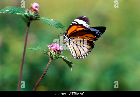 JRR72834 Mariposa Tigre normal Yewoor Thane Maharashtra India Foto de stock