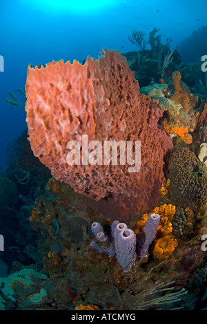 Saba, submarino de arrecifes de coral, esponjas, corales, arrecifes de coral tropical, el océano, el mar, submarinismo, agua azul, la vida marina, colorido Foto de stock