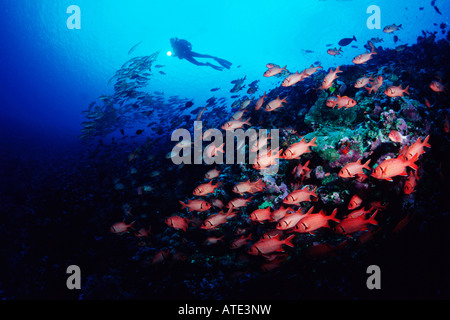 Myripristis murdjan Blotcheye soldierfish Polinesia Francesa
