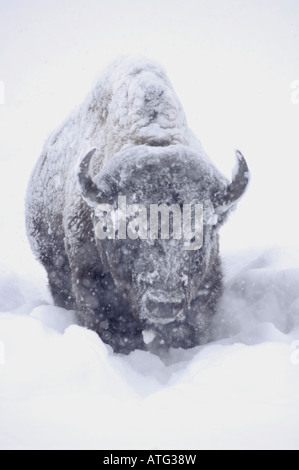 Foto de un stock de bisontes americanos en una tormenta de nieve. Foto de stock