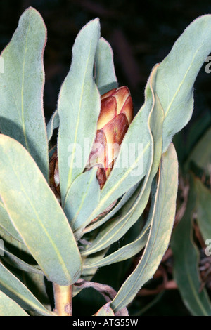 Adelfa-hojas Protea bud/ Larga dejados Sugarbush - Protea neriifolia -la familia Proteaceae Foto de stock