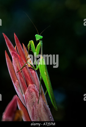 Mantis en flor de jengibre Foto de stock