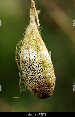 La Polilla de la Seda de Cometa / Madagascar Luna Moth Foto de stock