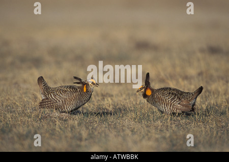 Mayor Prairie-Chicken machos, Tympanuchus cupido, cortejo pantalla. Foto de stock