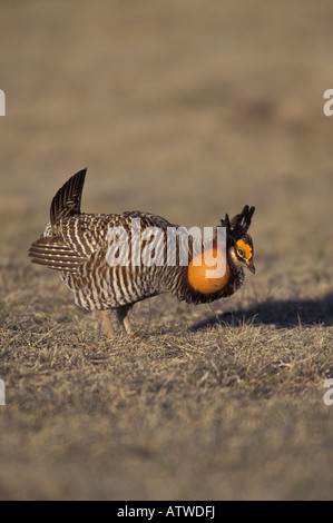 Mayor Prairie-Chicken macho, Tympanuchus cupido, cortejo pantalla. Foto de stock