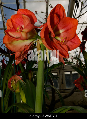 Flores amarilis naranja Fotografía de stock - Alamy