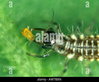 Crisopa verde común Chrysoperla carnea larva alimentándose de flor occidental thrip Foto de stock