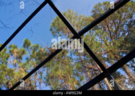 Carolina longleaf pinos, Pinus palustris vistos a través de un recinto apantallado Foto de stock