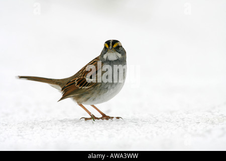 Throated Sparrow en nieve blanca Foto de stock