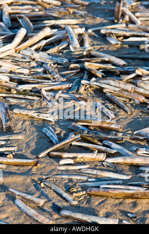 Navaja almeja radican en una playa vacía después de ser comidos por las aves marinas Foto de stock