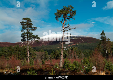 Pino árboles en el Parque Forestal de Glenmore Foto de stock