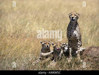 África oriental raineyii guepardo (Acinonyx jubatus), madre y dos oseznos, sentado en pastizales de sabana Foto de stock