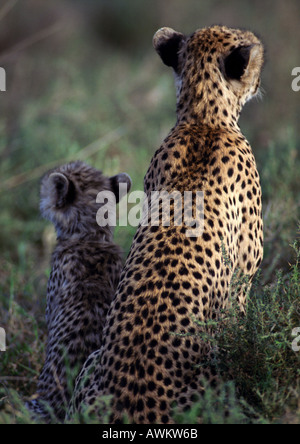 África oriental raineyii guepardo (Acinonyx jubatus), madre y cub Sentados muy juntos, vista trasera Foto de stock
