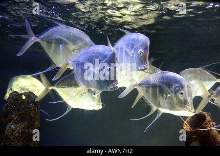 Escuela de Selene Vomer gamefish, Foto de stock