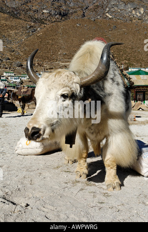 Yak, animal de carga en Thame Sherpa village, el Parque Nacional de Sagarmatha, Khumbu, Nepal Foto de stock