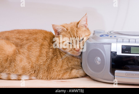 saldar años Deformación Hembra adulta de jengibre gato (Felis catus) escucha la radio Fotografía de  stock - Alamy