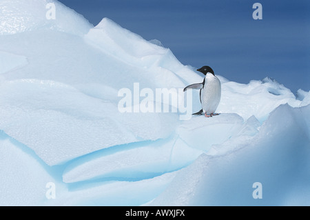 Colonias de pingüinos Adelia (Pygoscelis adeliae) en glaciar Foto de stock