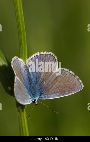 Adonis mariposa azul (Polyommatus bellargus, Lysandra bellargus), Parque Nacional Bayrischer Wald (Parque Nacional del Bosque Bávaro) Foto de stock