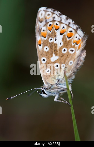 Adonis (Lysandra bellargus azul o Polyommatus bellargus) Foto de stock
