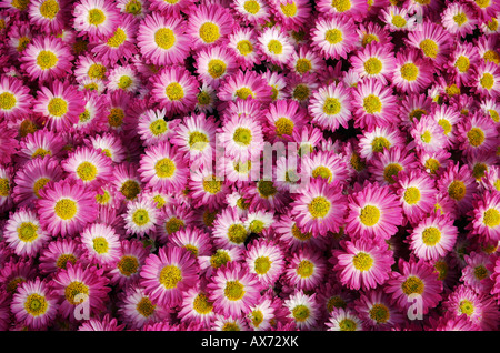 El Crisantemo 'Gladys' Foto de stock