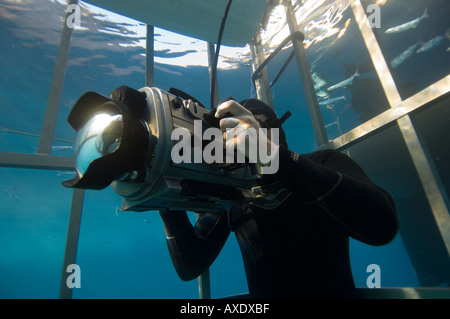 El camarógrafo subacuático filmar desde una jaula de tiburones, Isla Guadalupe México Foto de stock