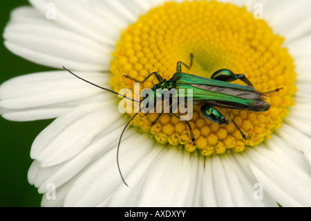 Patas gruesas Escarabajo Flores Oedemera nobilis en ojo de buey Daisy Herts Junio