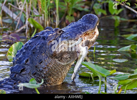 Cocodrilo Americano comiendo restos de una gran garza azul, el Parque Nacional Everglades, en Florida. Foto de stock